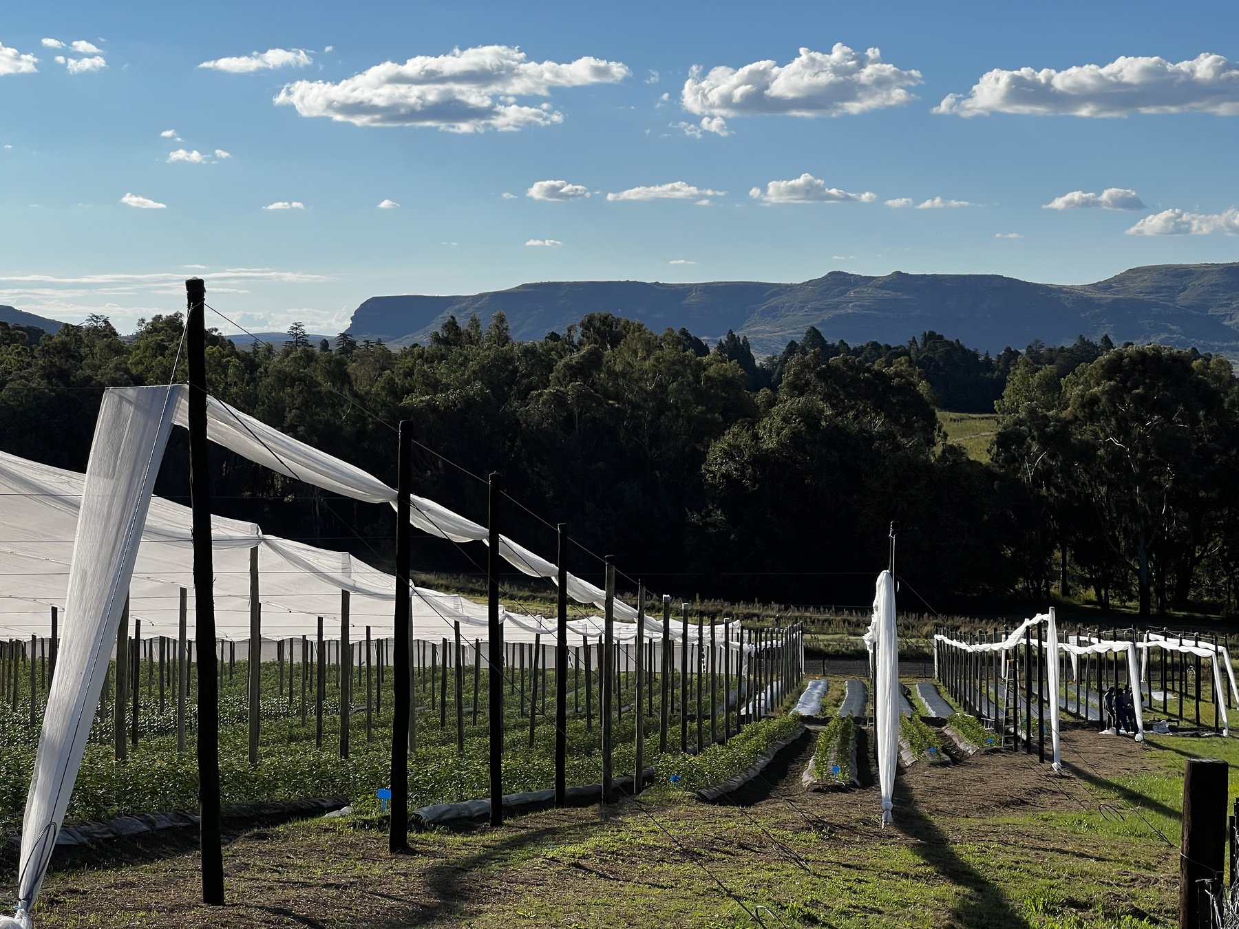 Open field apple tree nursery blocks with net covers, Maluti mountains, Eastern Free State