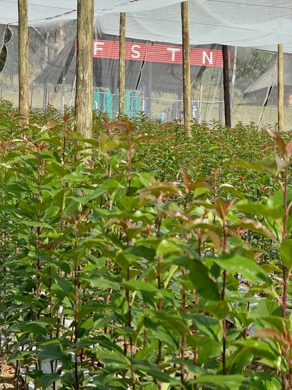 Young apple tree rootstocks under net with FSTN sign, Eastern Free State nursery
